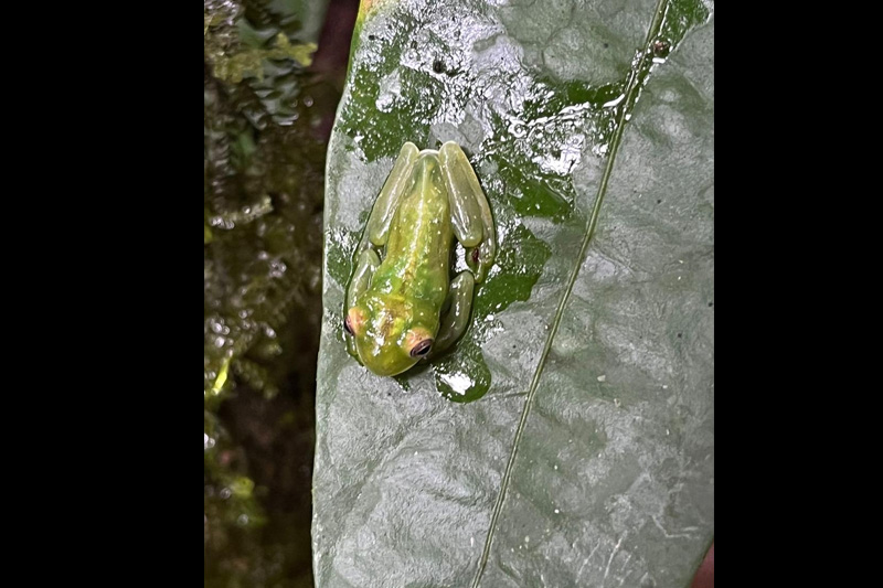 Centro de Conservación de Anfibios