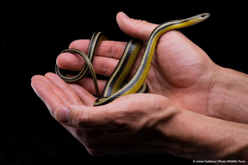 Centro de conservación de reptiles