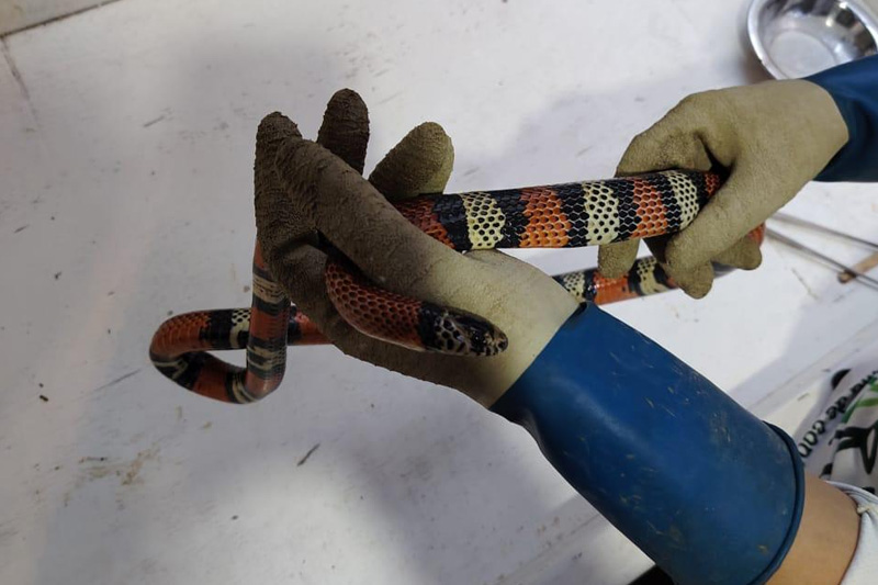 Centro de conservación de reptiles
