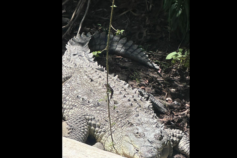 Centro de conservación de reptiles