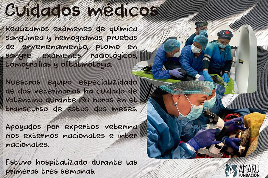 Rescate y rehabilitación de cóndores vulnerados
