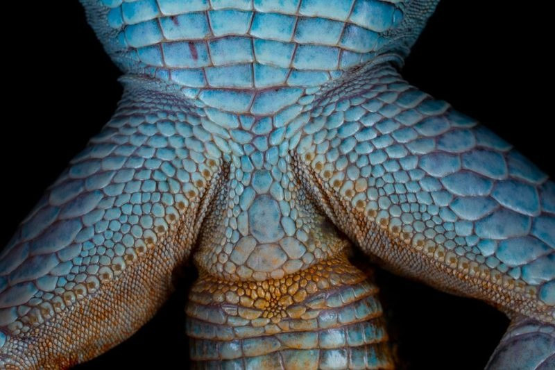 Guardianes de la Coliazul