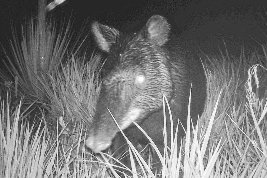 Oso Andino Proyectos de Conservación
