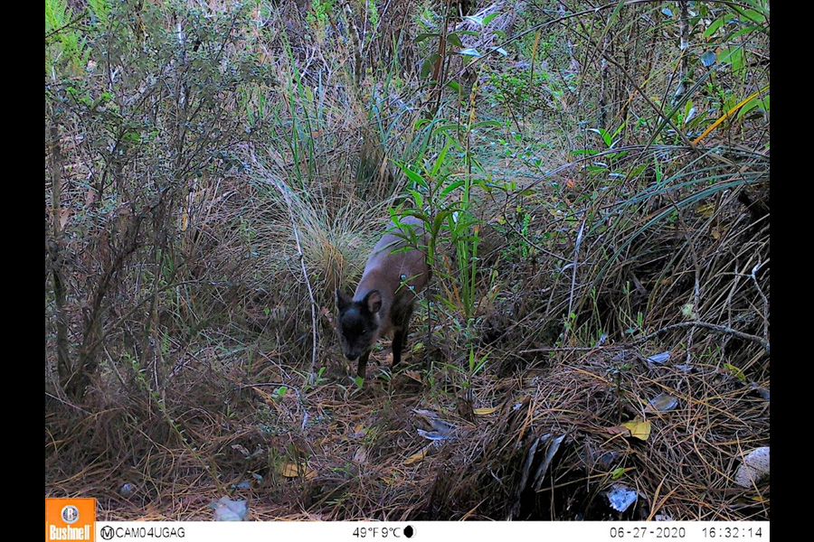 Oso Andino Proyectos de Conservación