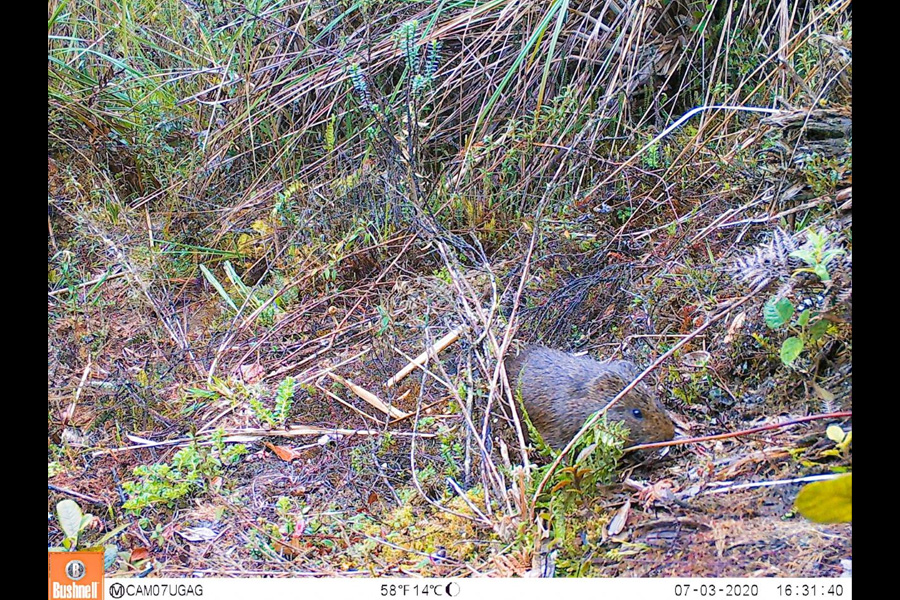 Oso Andino Proyectos de Conservación