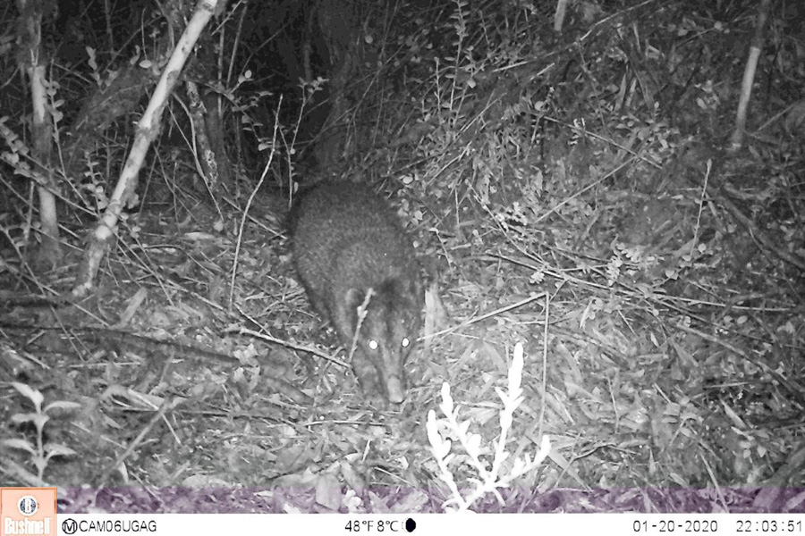 Oso Andino Proyectos de Conservación