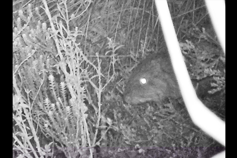 Oso Andino Proyectos de Conservación