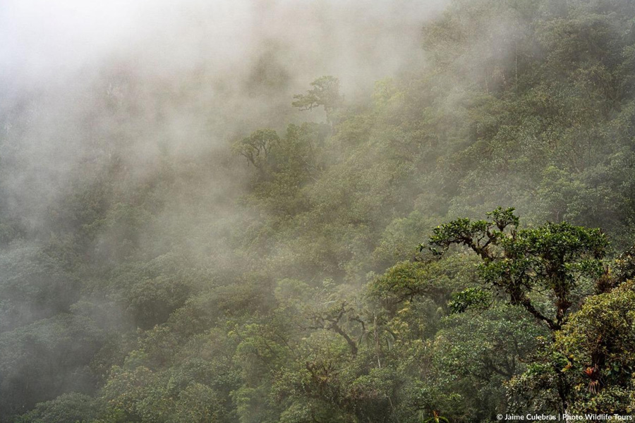 Oso Andino Proyectos de Conservación