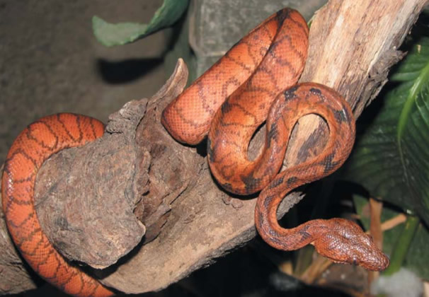 Publicaciones Científicas Bioparque Amaru