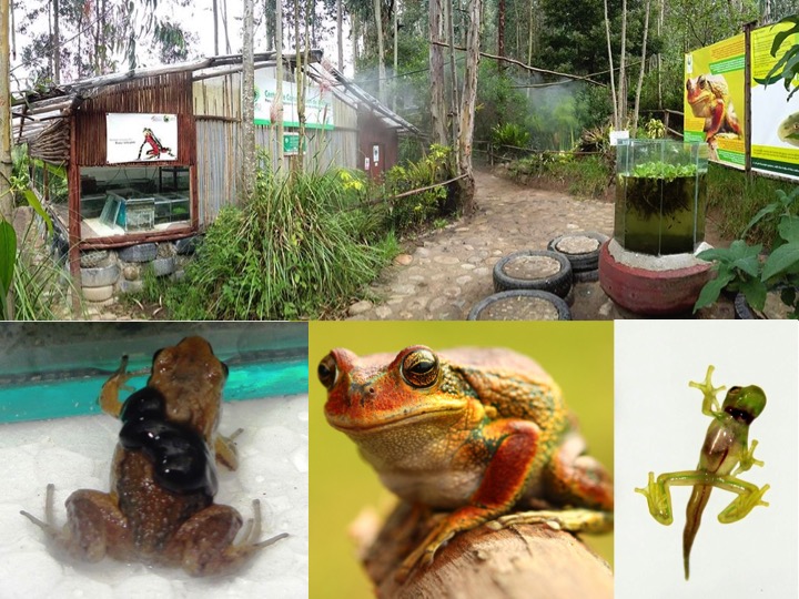AMARU CRIA BAJO CUIDADO HUMANO CIENTOS DE RANAS