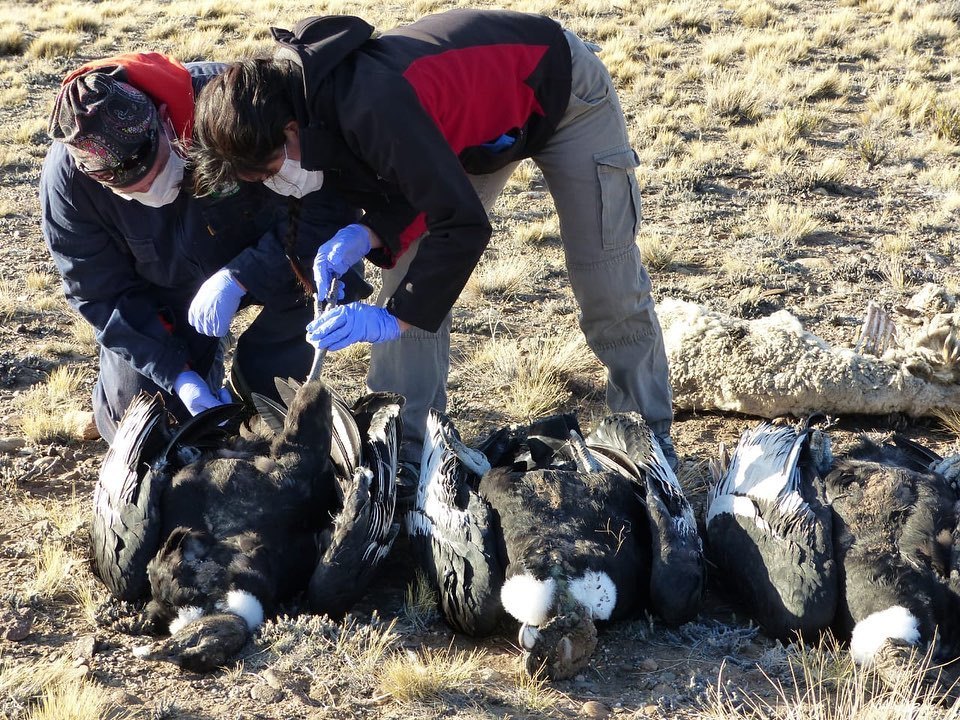 MUERTE MASIVA DE CÓNDORES EN SANTA CRUZ, ARGENTINA.