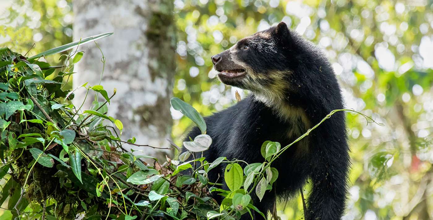 En marcha estrategia para proteger al oso andino