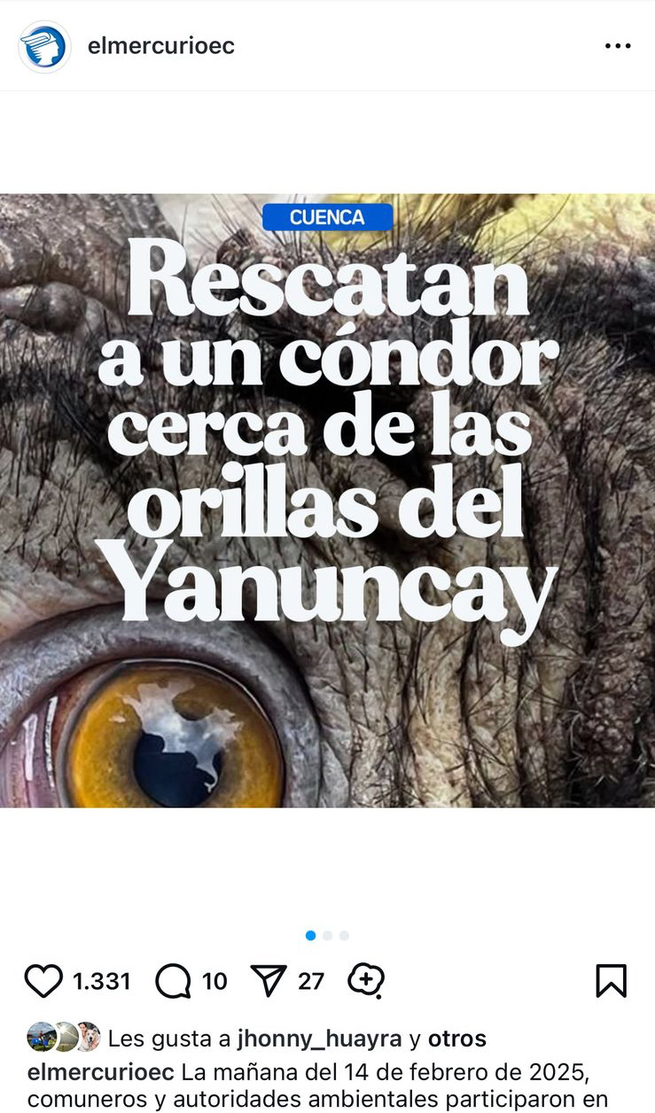 Rescatan a un cóndor cerca de las orillas del Yanuncay
