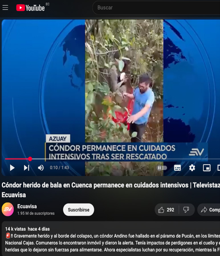 Cóndor herido de bala en Cuenca permanece en cuidados intensivos
