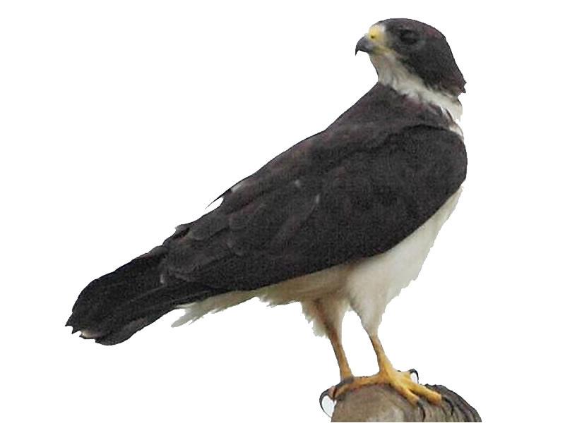 Gavilán de cola corta
