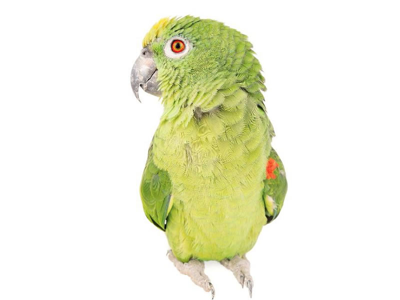 Loras amazonas: coroniamarilla