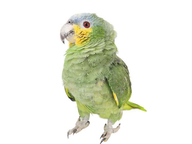 Loras amazonas: alinaranja