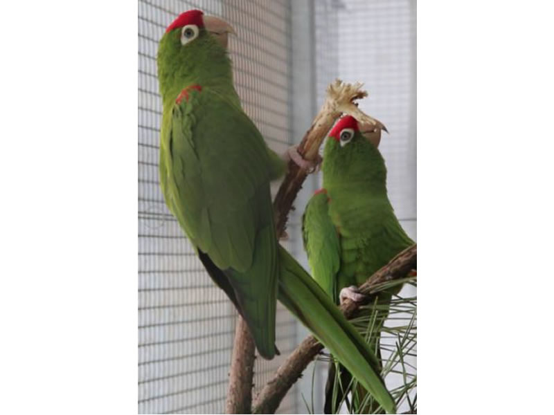 Perico frentiescarlata