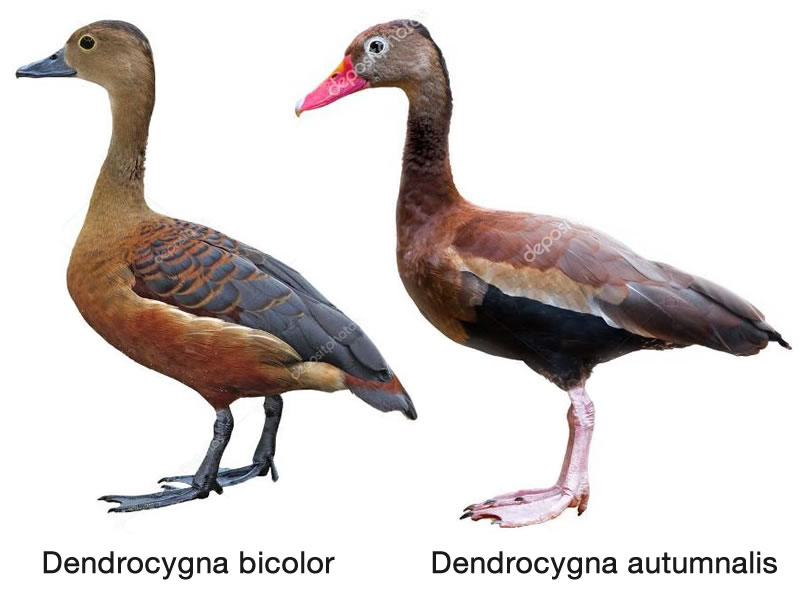 Patos silbadores: canelo y ventrinegro