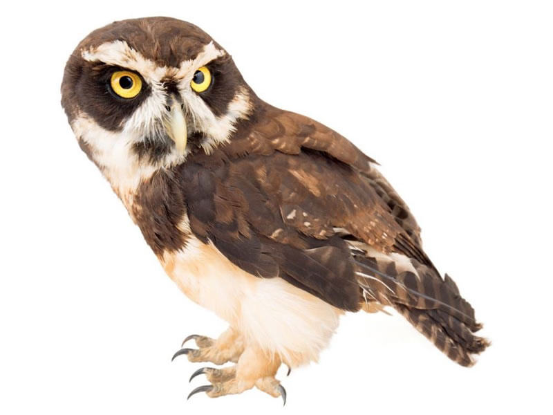 Búho de anteojos