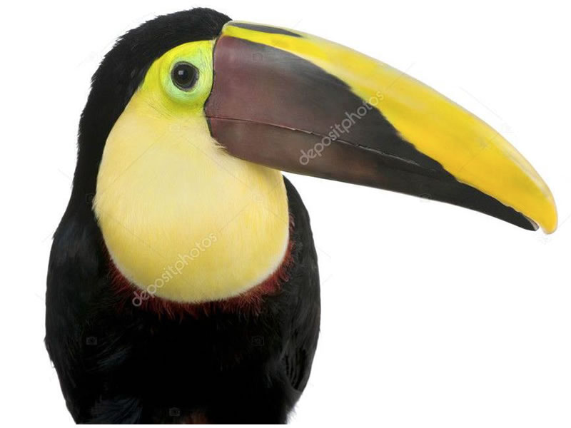 Tucán de Swainson