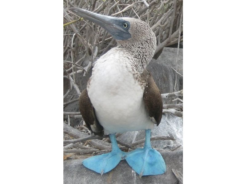 Piquero patas azules