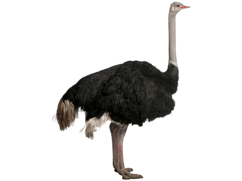 Avestruz