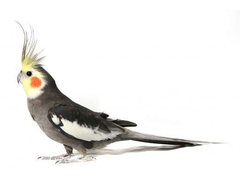 Cacatúas