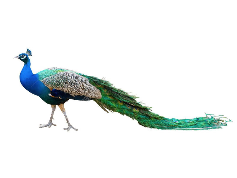 Pavo real