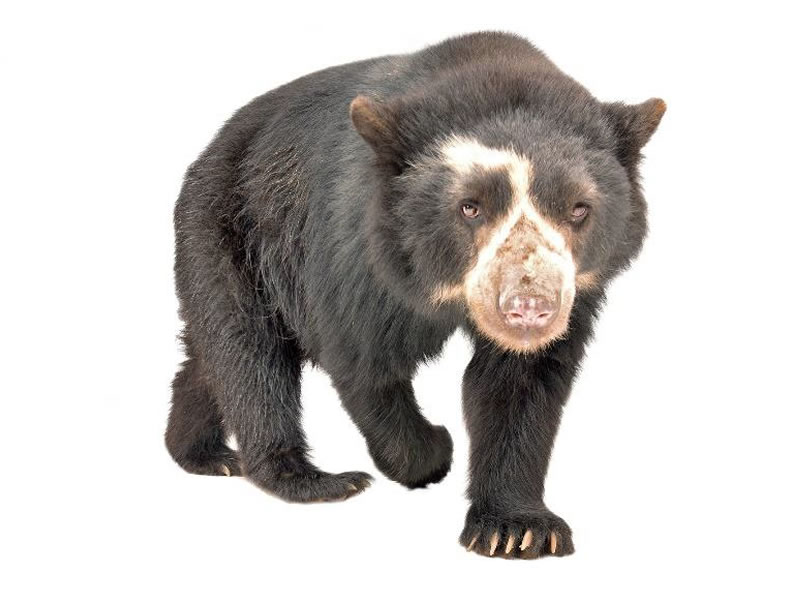 Oso Andino