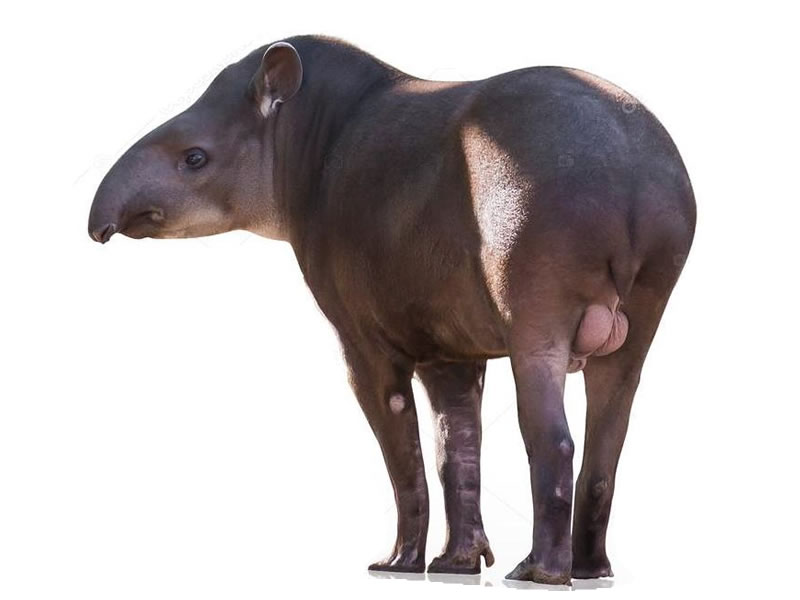 Tapir Amazónico