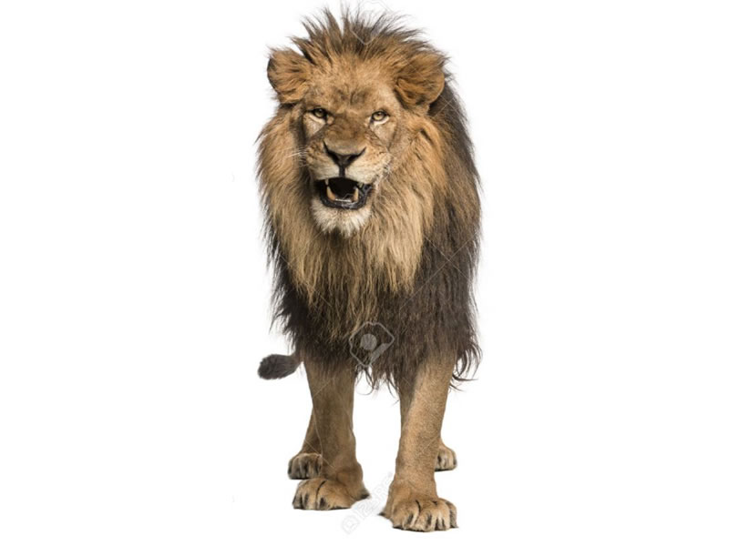 León africano