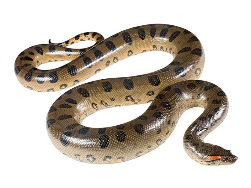 Anaconda común