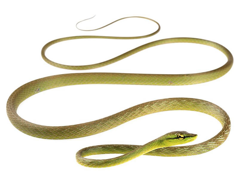 Bejuquillo verde
