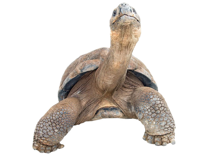 Tortuga gigante de Galápagos