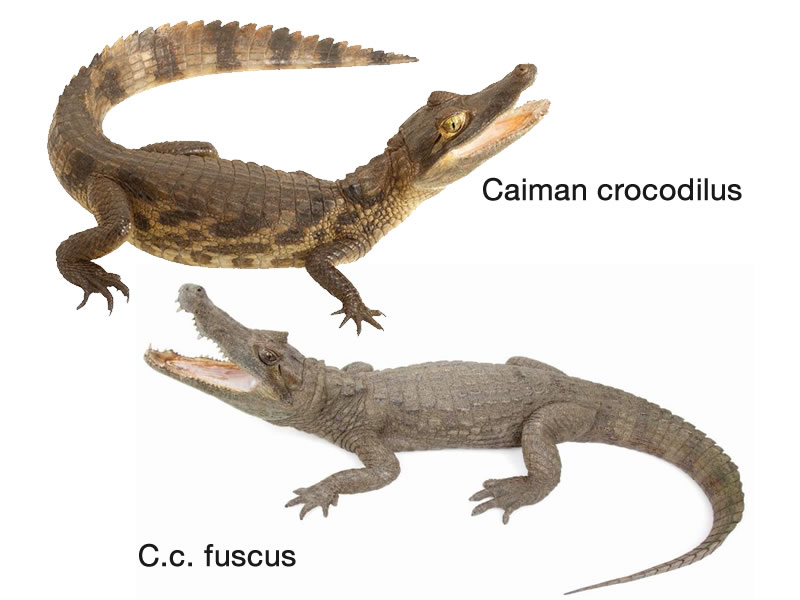 Caimán de anteojos y caimán marrón