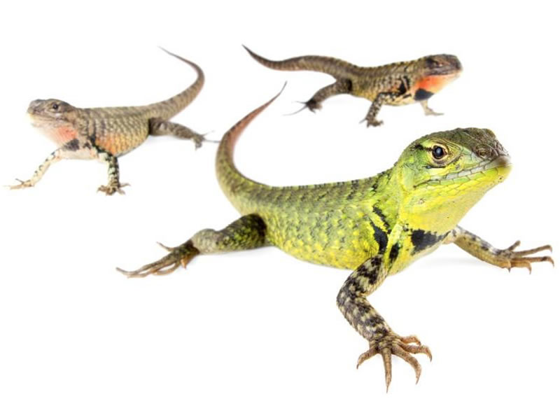 Guagsas de Simons